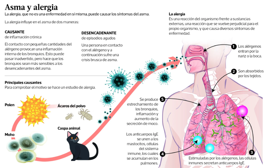 INFOGRAFIA ASMA Y ALERGIA