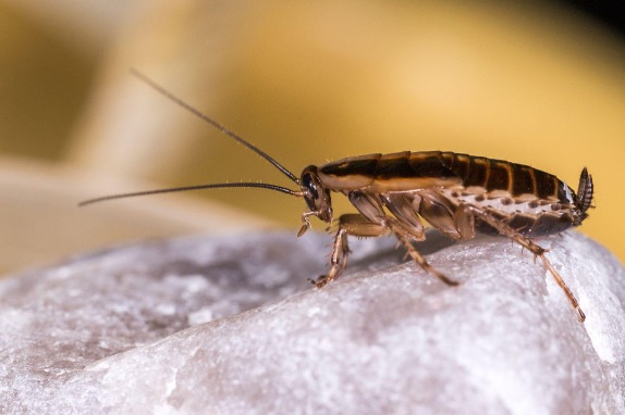 cucaracha